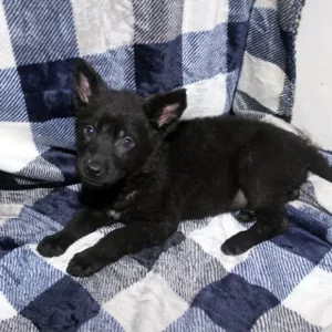 Female German Shepherd Puppies For Sale