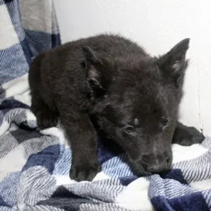 Male German Shepherd Puppies For Sale