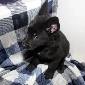 Male German Shepherd Puppies For Sale