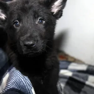 Male German Shepherd Puppies For Sale