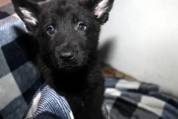 Male German Shepherd Puppies For Sale