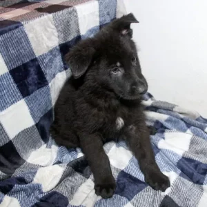 Male German Shepherd Puppies For Sale