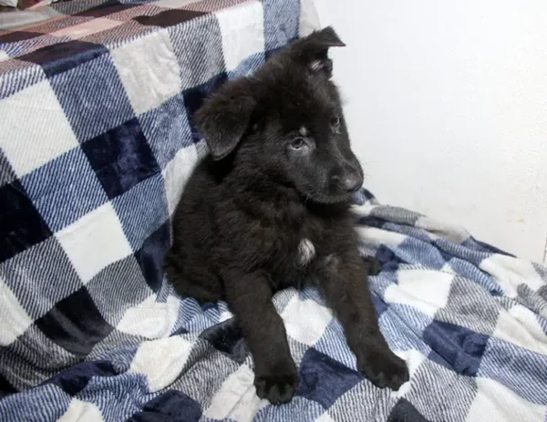 Male German Shepherd Puppies For Sale