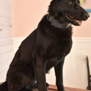 Athena Female German Shepherd 100% DDR