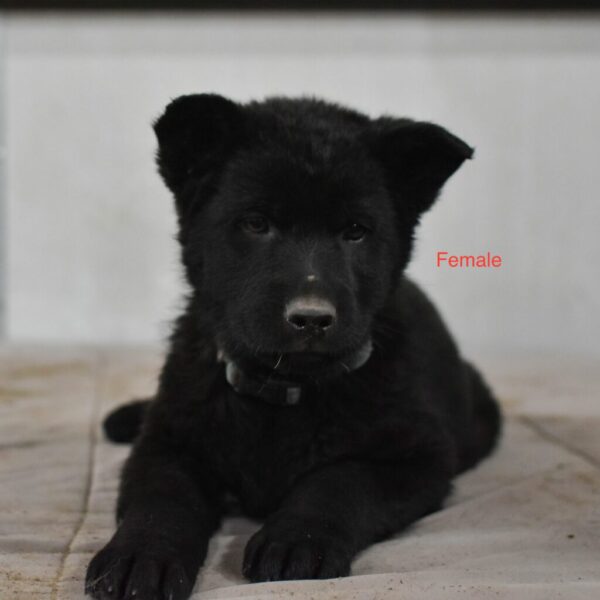 Athena &Amp; Gray Female German Shepherd Puppy #1 (100% Ddr) For Sale