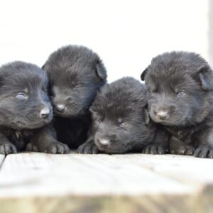 Athena & Gray Female German Shepherd Puppy #1 (100% DDR) For Sale