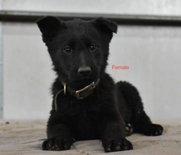 Athena &Amp; Gray Female German Shepherd Puppy #1 (100% Ddr) For Sale