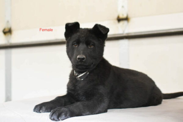 Athena &Amp; Gray Female German Shepherd Puppy #1 (100% Ddr) For Sale