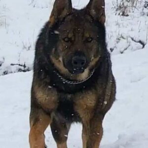 Gray Male German Shepherd 100% DDR