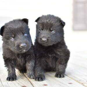 Jada & Jigger Female German Shepherd Puppy #1 (100% DDR) For Sale