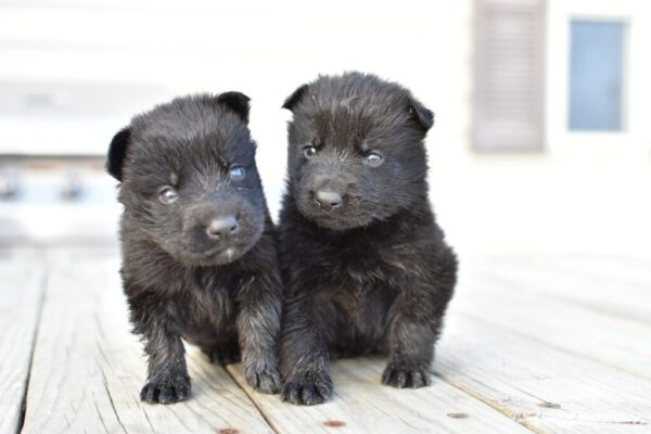 Jada &Amp; Jigger Female German Shepherd Puppy #1 (100% Ddr) For Sale