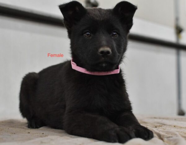 Jada &Amp; Jigger Female German Shepherd Puppy #1 (100% Ddr) For Sale