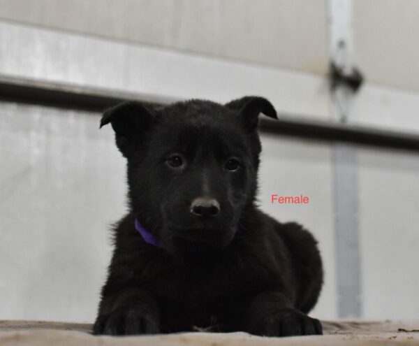 Jada &Amp; Jigger Female German Shepherd Puppy #1 (100% Ddr) For Sale