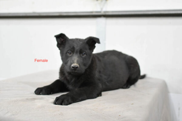 Jada &Amp; Jigger Female German Shepherd Puppy #1 (100% Ddr) For Sale