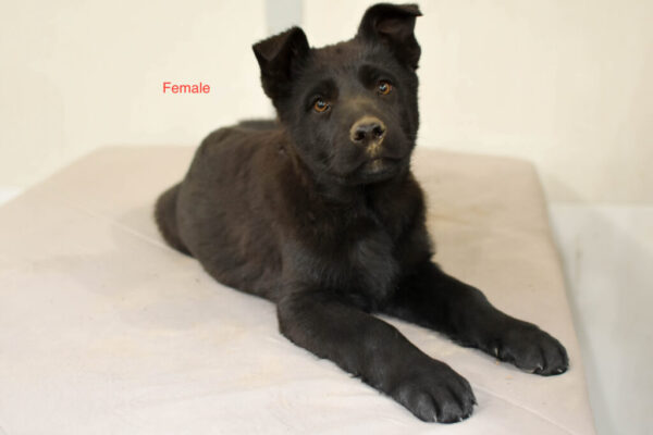 Jada &Amp; Jigger Female German Shepherd Puppy #1 (100% Ddr) For Sale