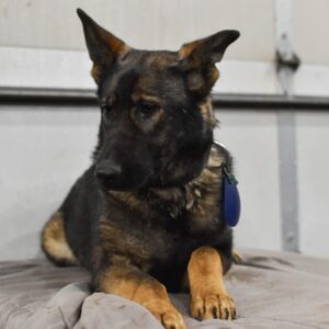 Jaime Female German Shepherd 100% DDR Import