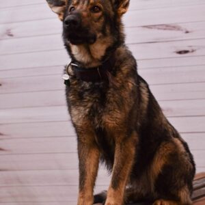 Jane Female German Shepherd 100% DDR
