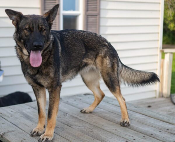 Jasmine Female German Shepherd 100% Ddr