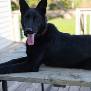 Jessica Female German Shepherd 100% DDR