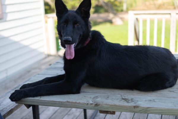 Jessica Female German Shepherd 100% Ddr