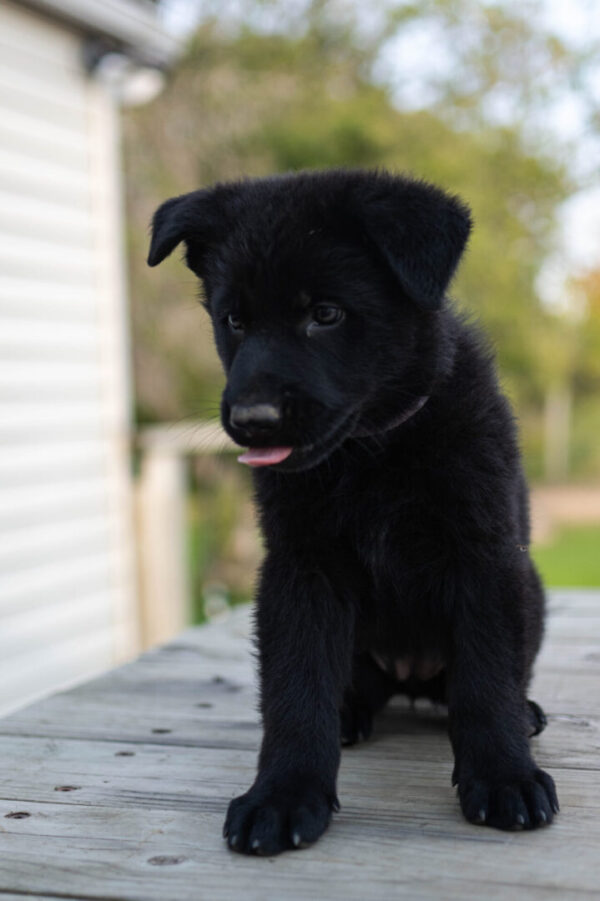 Jigger &Amp; Judy Female German Shepherd Puppy #1 (100% Ddr) For Sale