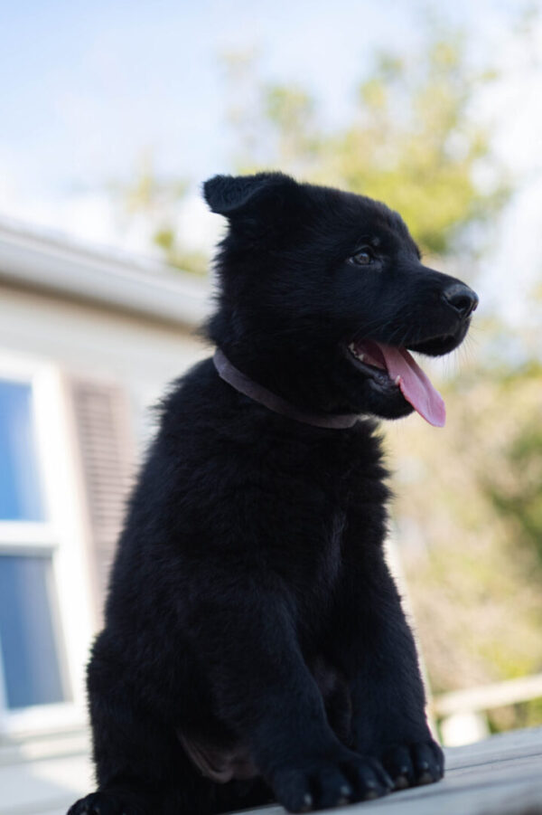 Jigger &Amp; Judy Female German Shepherd Puppy #1 (100% Ddr) For Sale