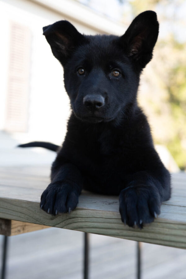 Jigger &Amp; Judy Female German Shepherd Puppy #1 (100% Ddr) For Sale