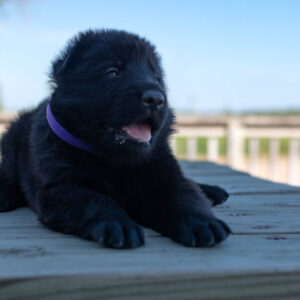 Jigger & Judy Female German Shepherd Puppy #1 (100% DDR) For Sale