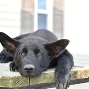 Jigger & Judy Female German Shepherd Puppy #2 (100% DDR) For Sale