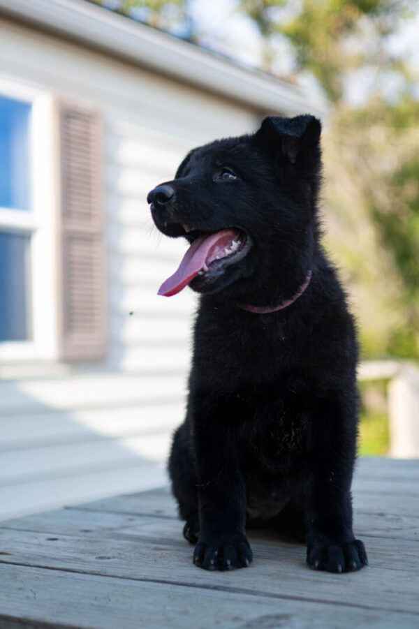 Jigger &Amp; Judy Female German Shepherd Puppy #3 (100% Ddr) For Sale