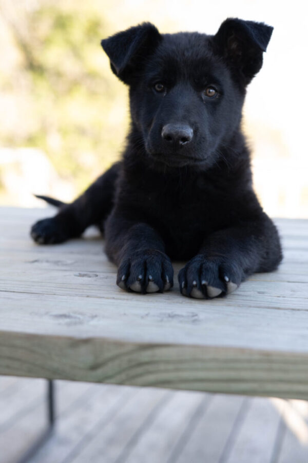 Jigger &Amp; Judy Female German Shepherd Puppy #3 (100% Ddr) For Sale