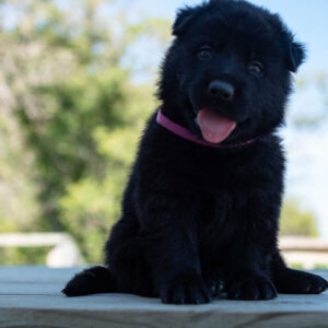Jigger & Judy Female German Shepherd Puppy #3 (100% DDR) For Sale