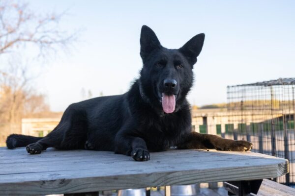 Jolene Female German Shepherd 100% Ddr