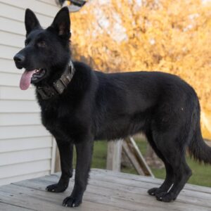 Jolene Female German Shepherd 100% DDR