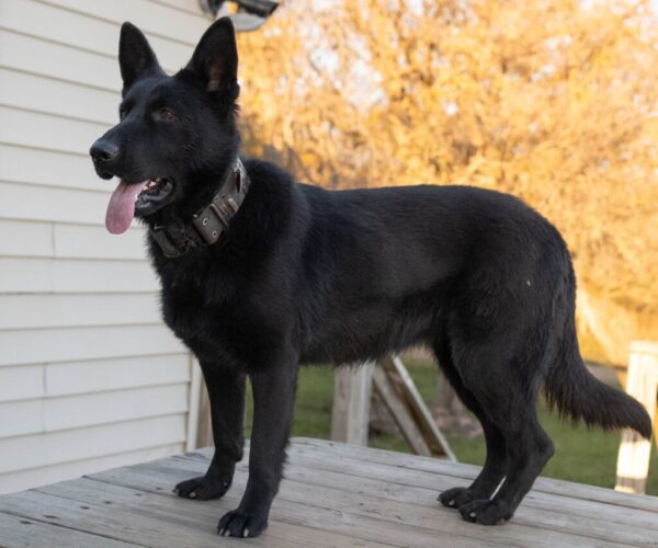 Jolene Female German Shepherd 100% Ddr