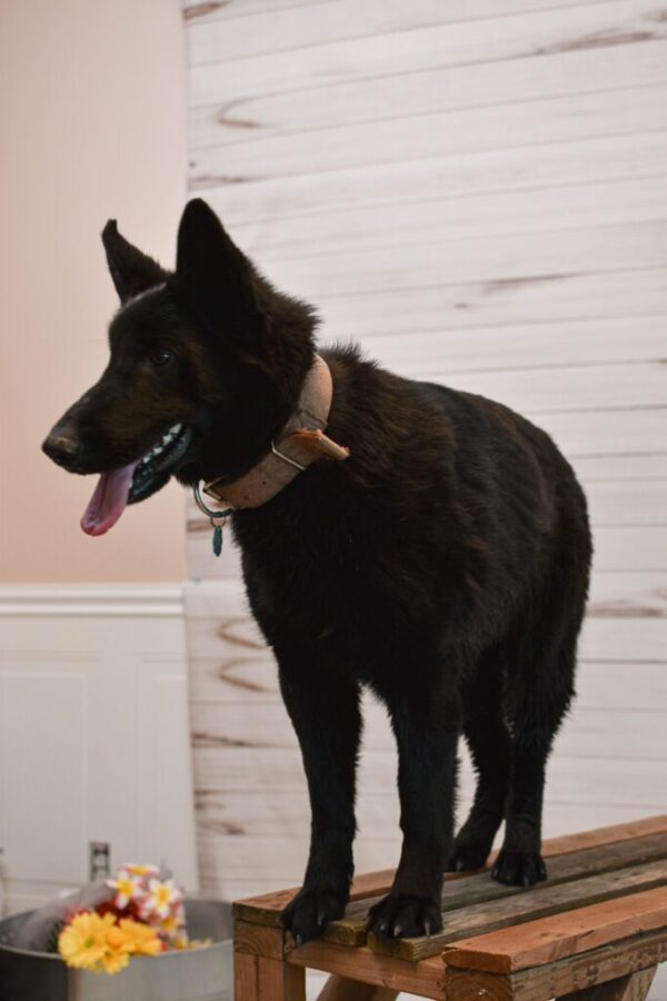 Judy Female German Shepherd 100% Ddr Import