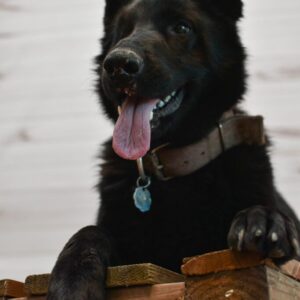 Judy Female German Shepherd 100% DDR Import