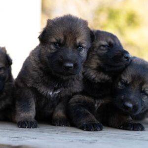 Juno and Gray Female Puppy 1 100% DDR