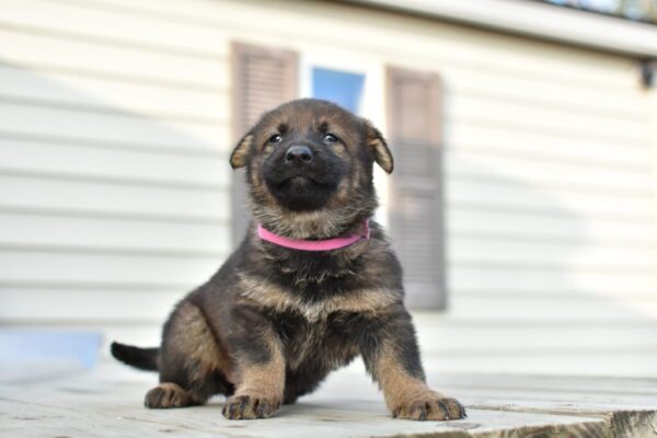 Juno And Gray Female Puppy 1 100% Ddr