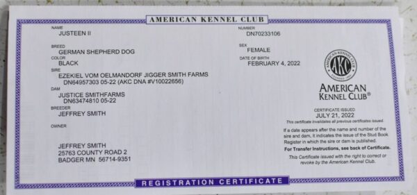 Justeen Ii Female German Shepherd 100% Ddr