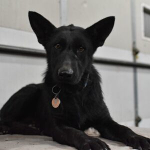 Justeen II Female German Shepherd 100% DDR