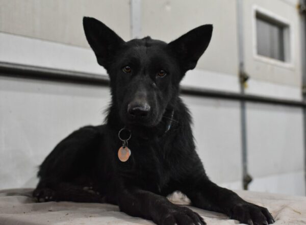 Justeen Ii Female German Shepherd 100% Ddr