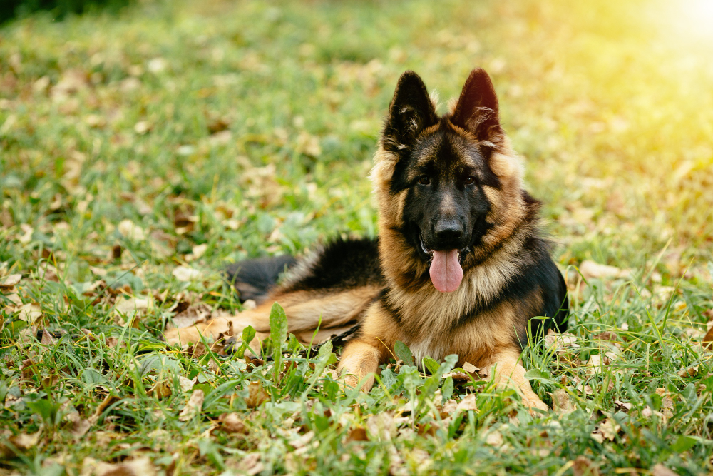 How To Select A Healthy German Shepherd Puppy? 1 6406