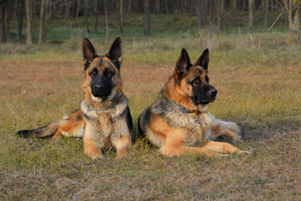 Female vs. Male German Shepherd Puppies