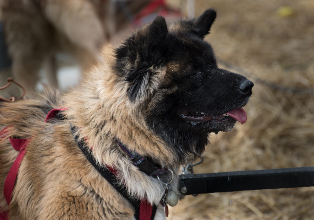 AKC-registered German Shepherd breeder