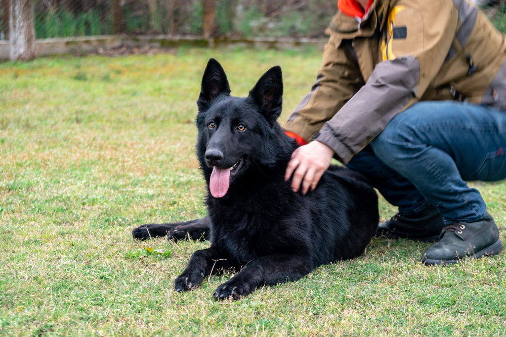 AKC-registered German Shepherd breeder