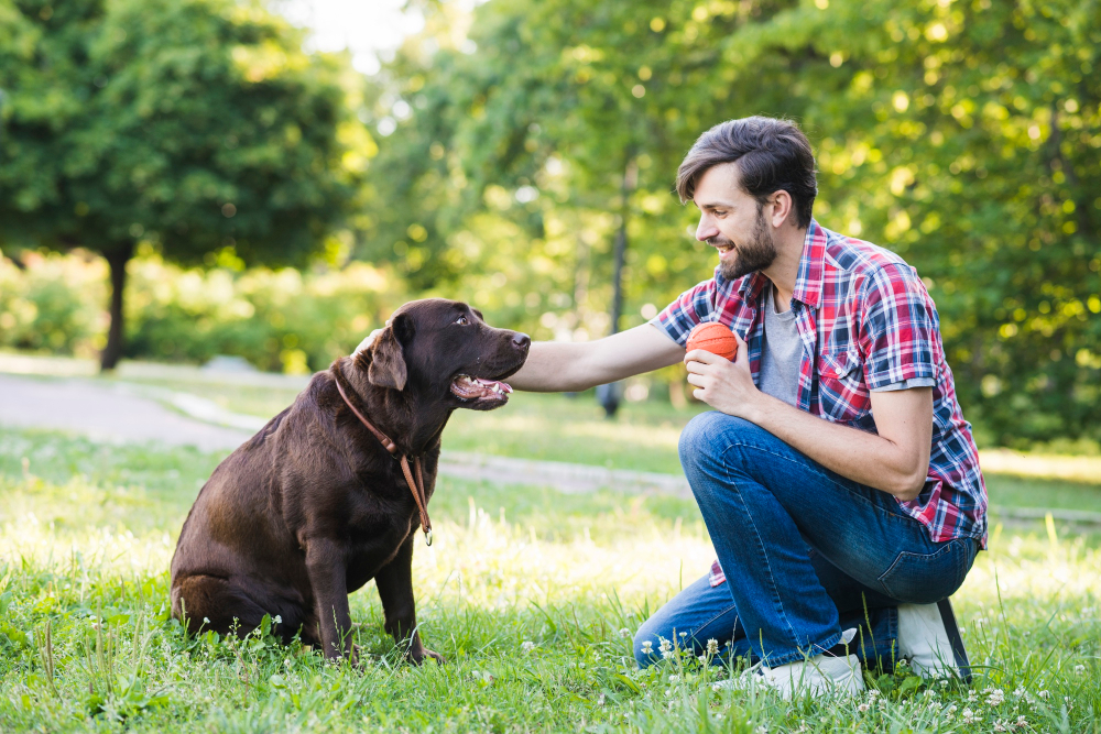 Puzzle Toys - Sharpen Your Puppy's Problem-Solving Skills