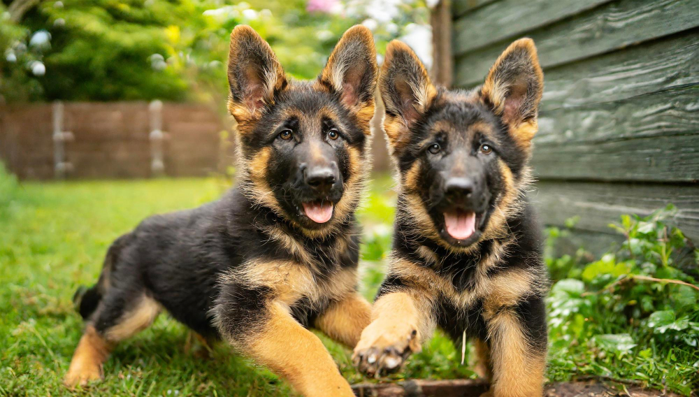 Female vs. Male German Shepherd Puppies