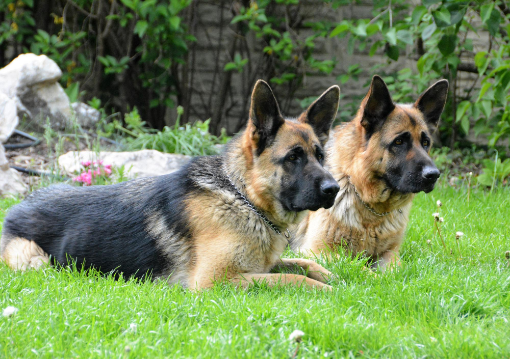Sharpen Your Puppy's Problem-Solving Skills